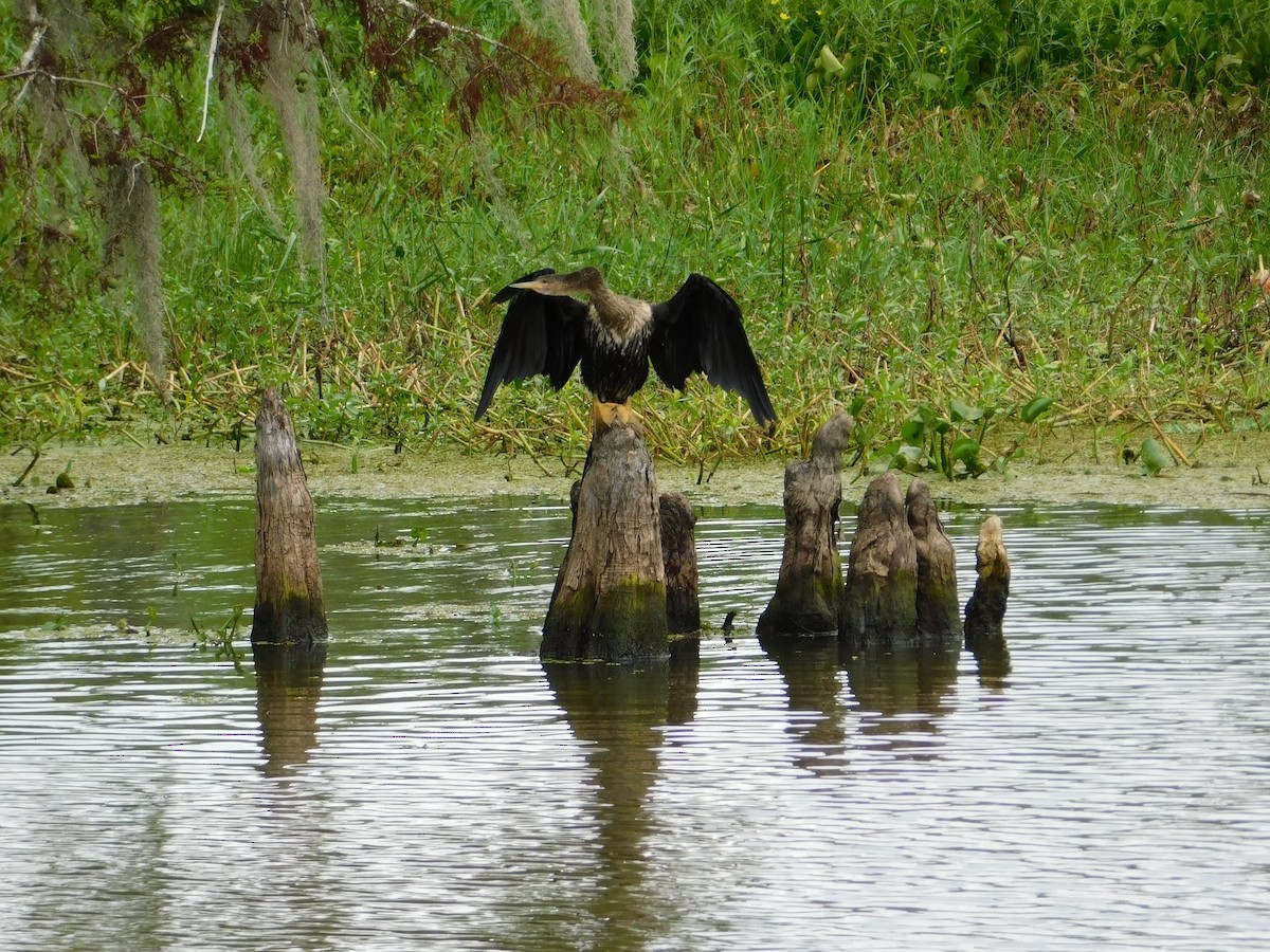 anhinga americká - ML459280091