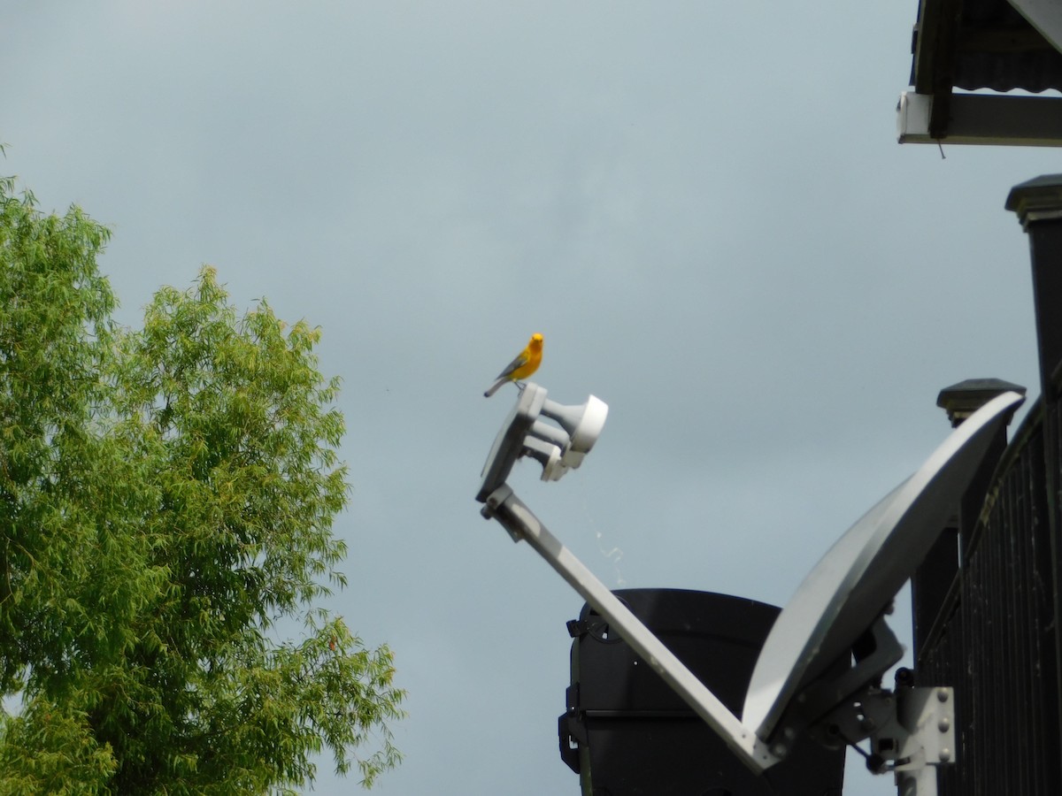 Prothonotary Warbler - ML459280391