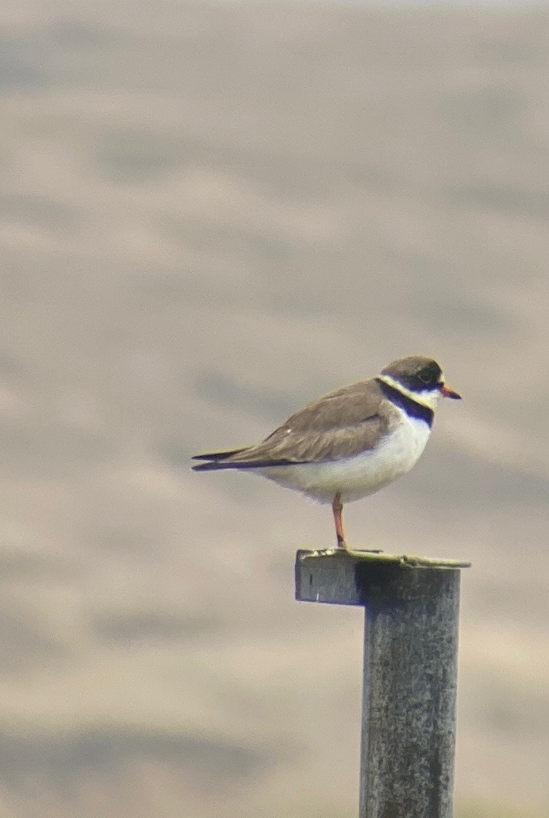 Semipalmated Plover - ML459281391