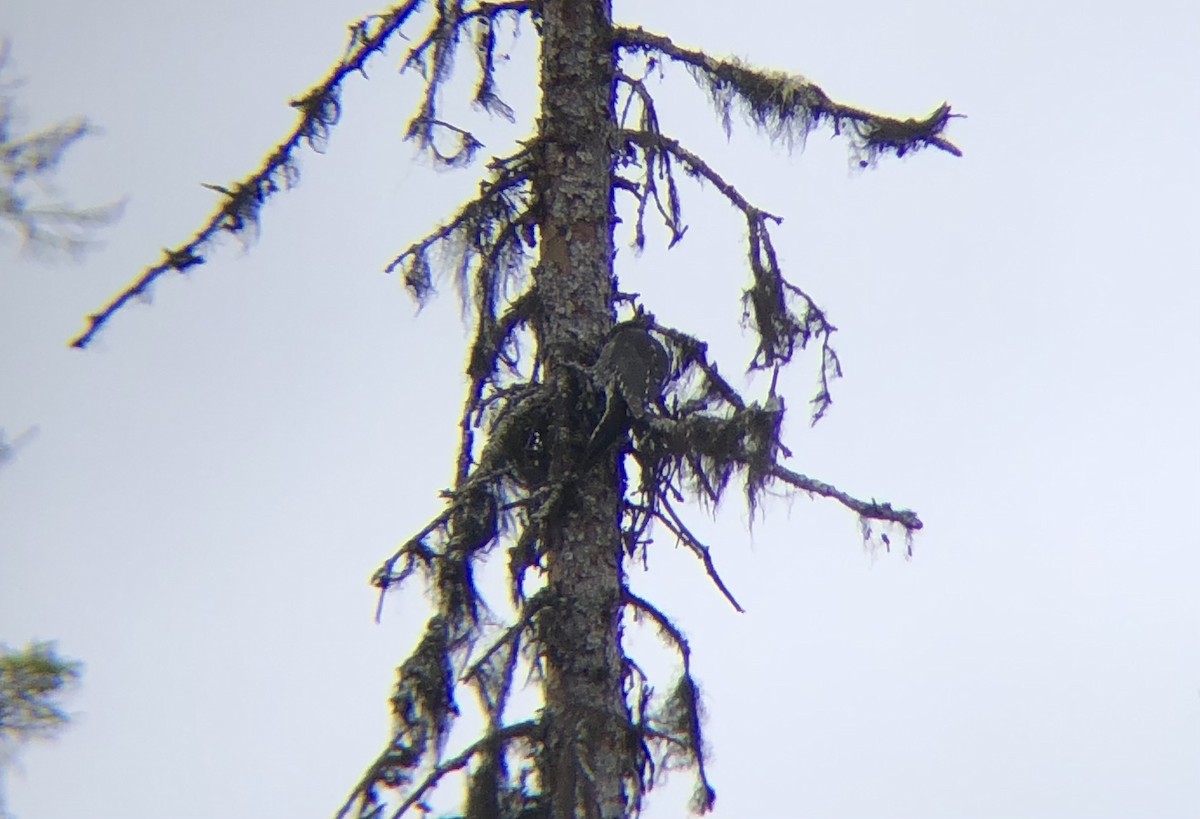 American Three-toed Woodpecker - ML459282001