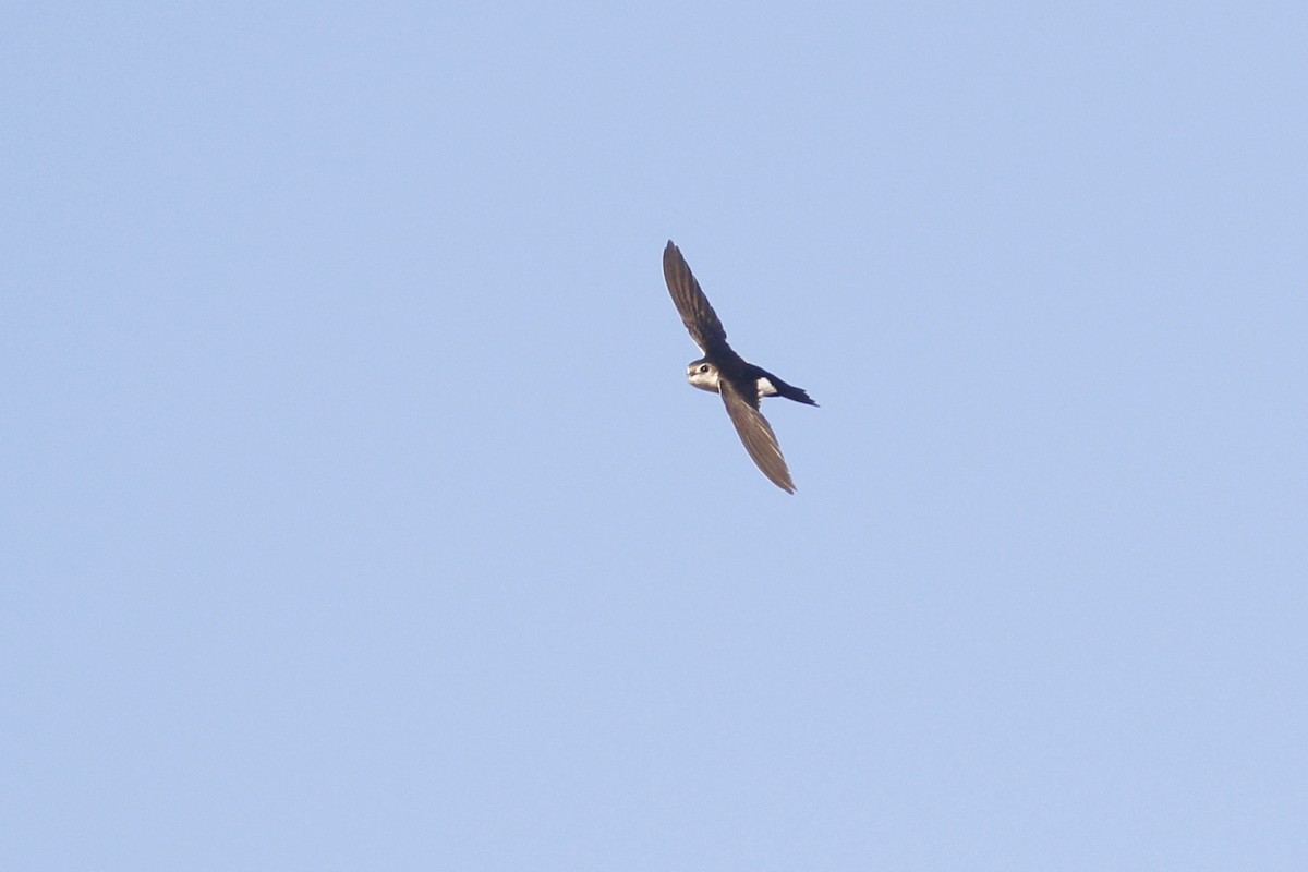 White-throated Swift - ML459282511