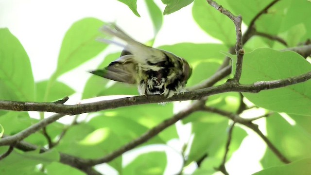 Eastern Wood-Pewee - ML459282831