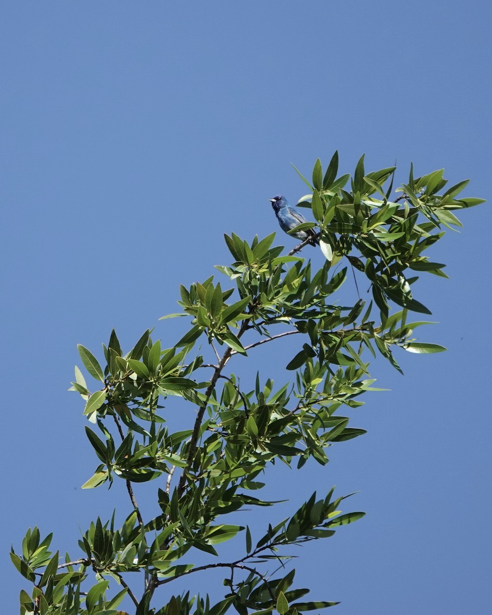 Indigo Bunting - ML459284851