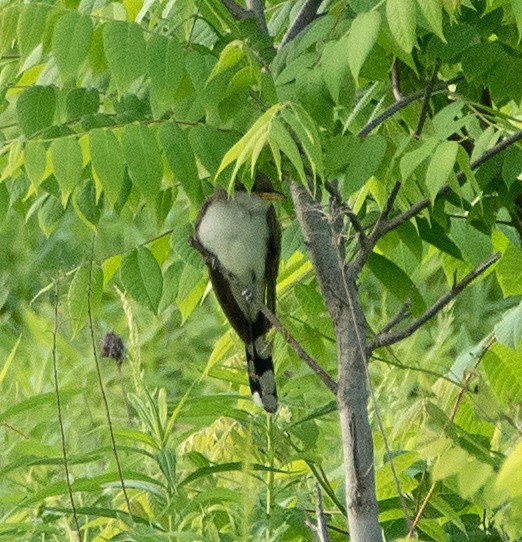 Yellow-billed Cuckoo - ML459285111