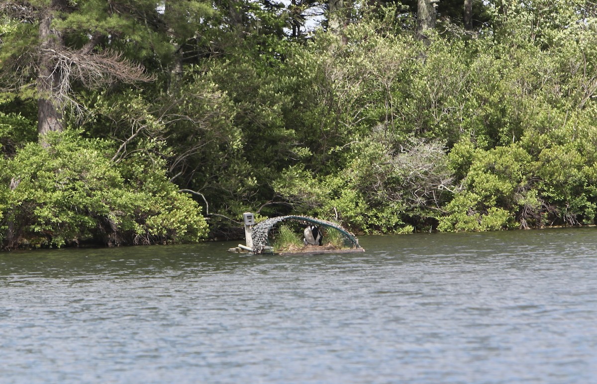 ハシグロアビ - ML459285851