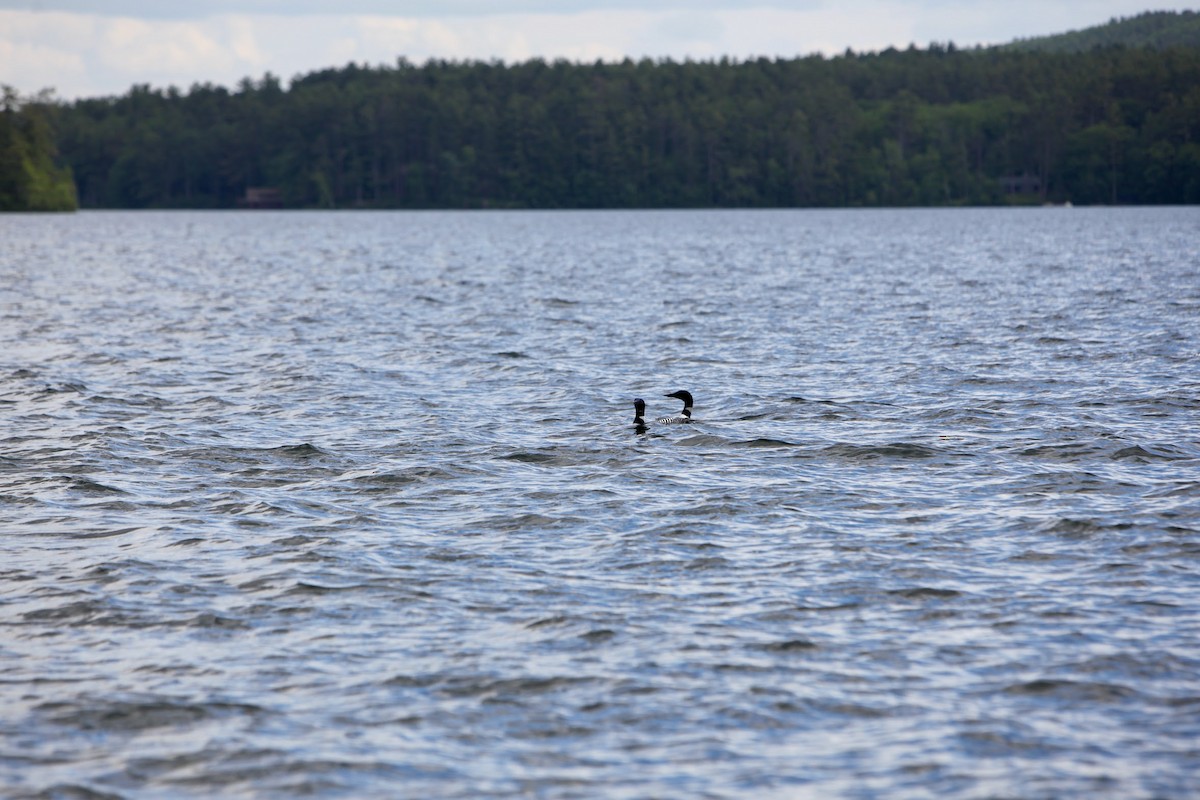 ハシグロアビ - ML459285861