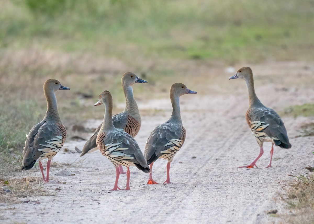 Plumed Whistling-Duck - Julie Clark