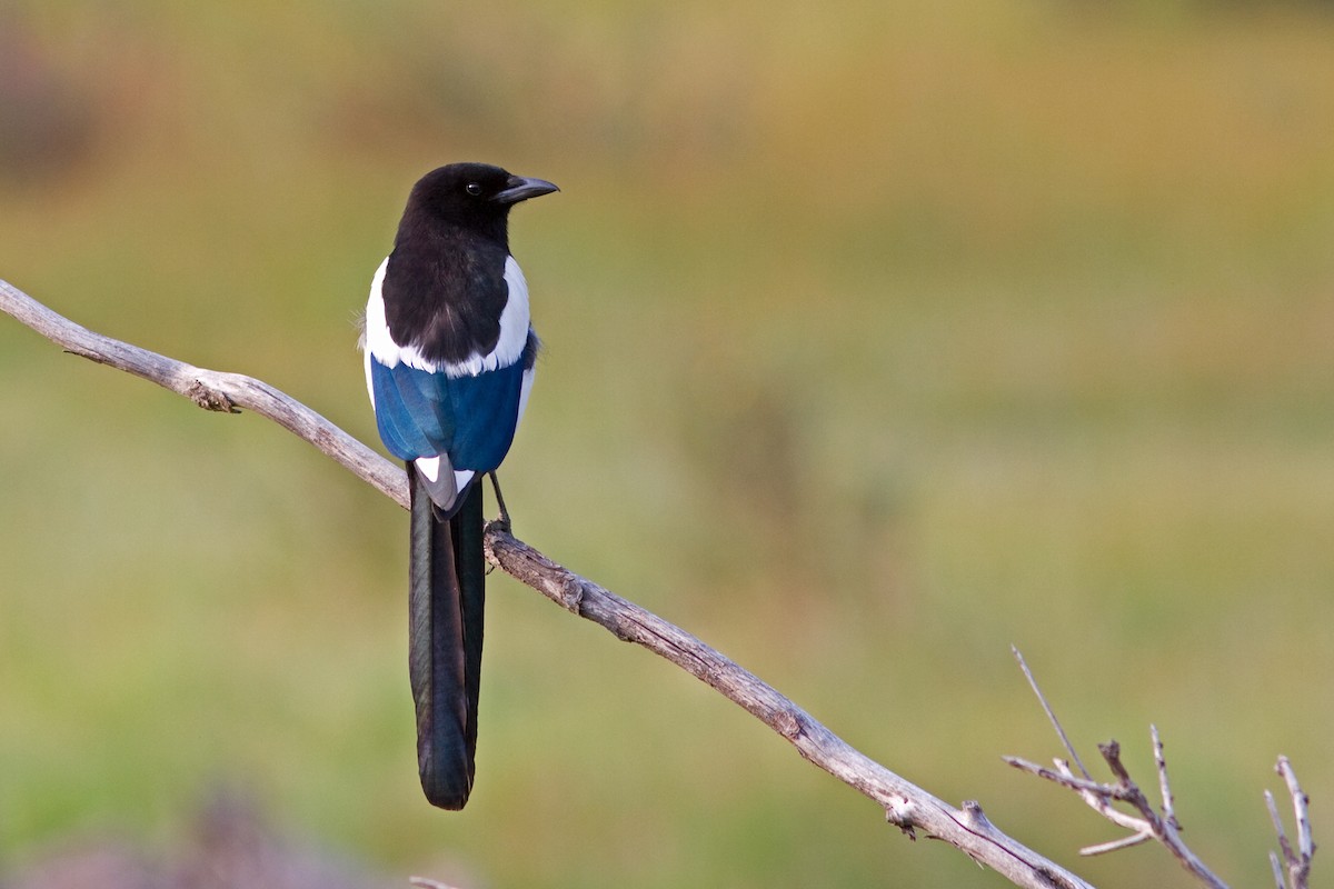 Black-billed Magpie - ML45928611