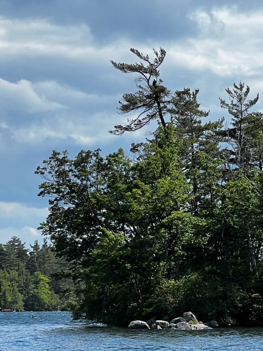 ハクトウワシ - ML459286231