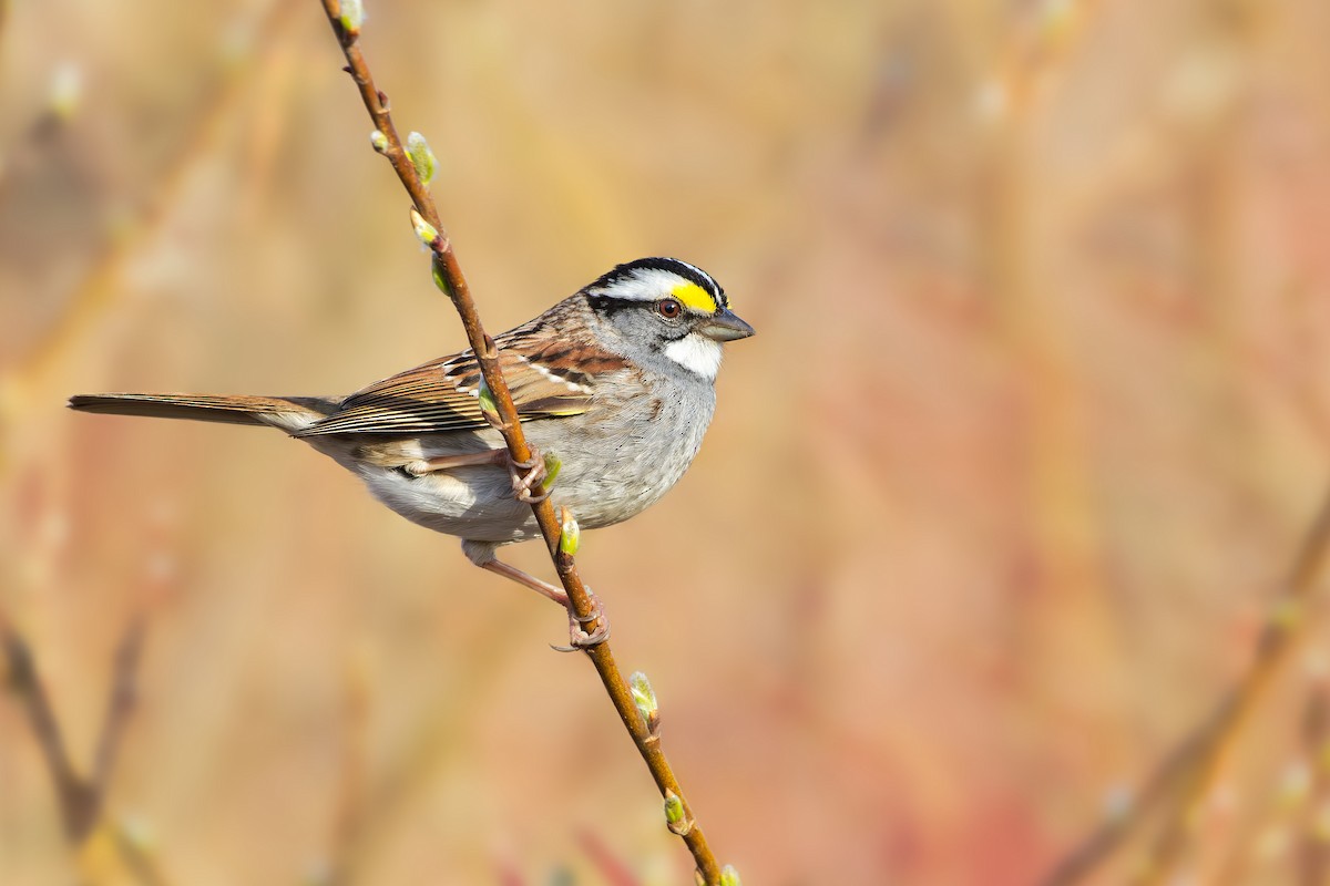 White-throated Sparrow - ML459286711