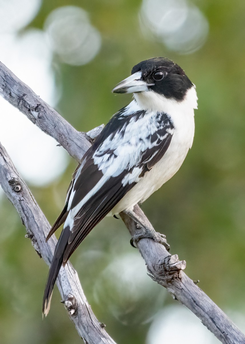 Black-backed Butcherbird - Julie Clark