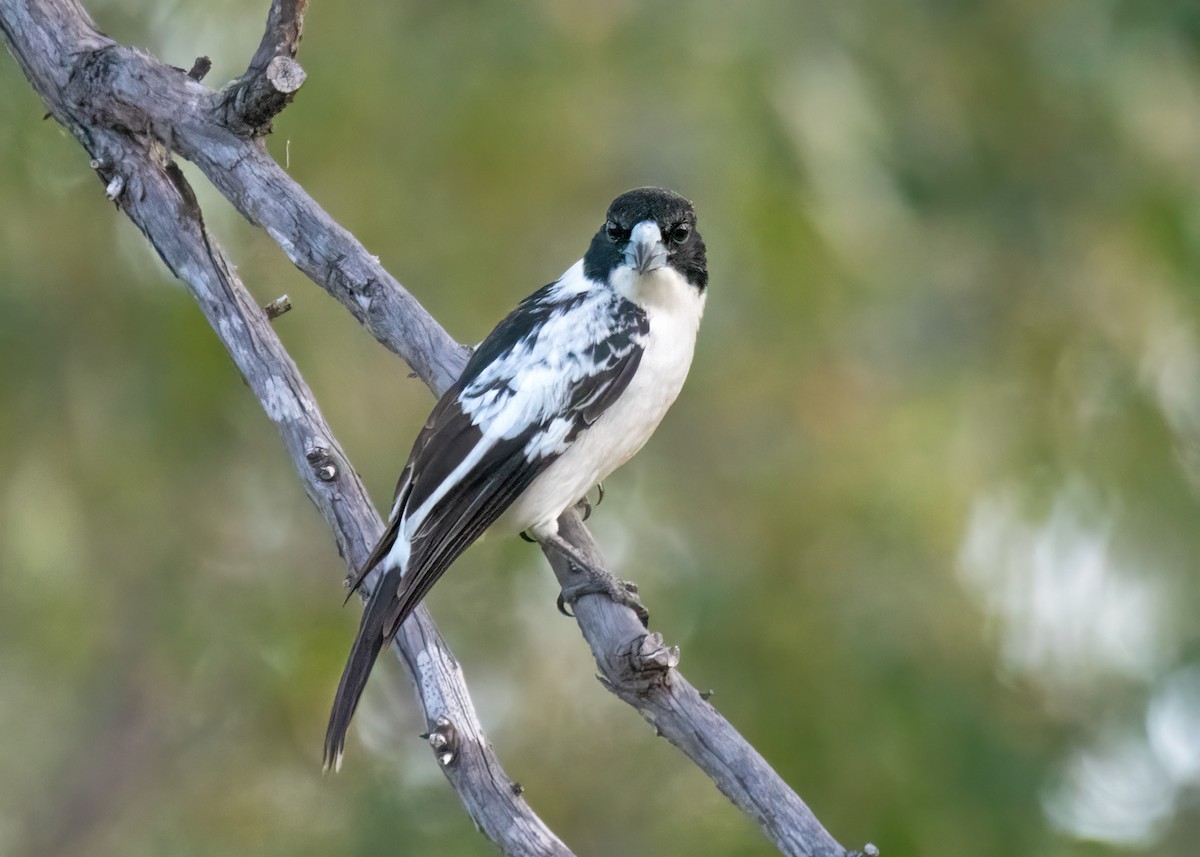 Black-backed Butcherbird - ML459286841