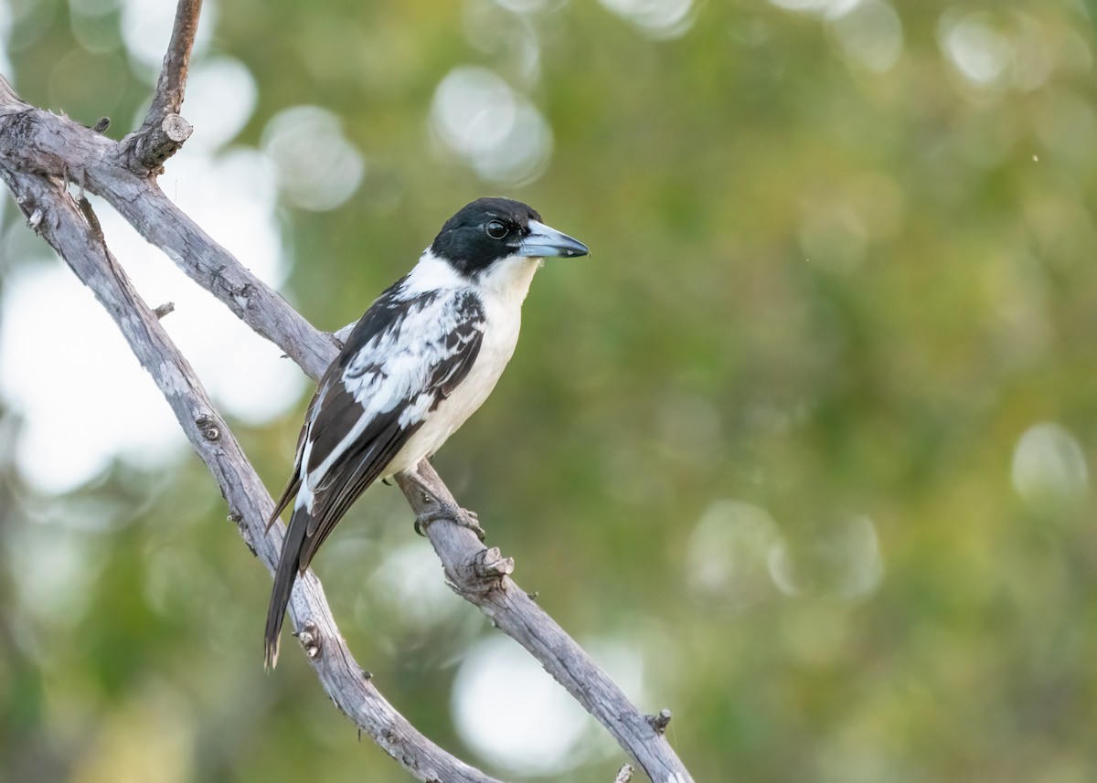 Black-backed Butcherbird - Julie Clark