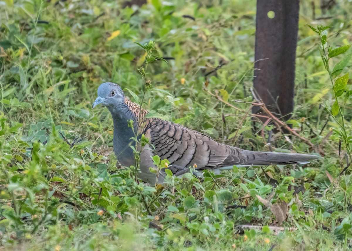 Bar-shouldered Dove - ML459287201