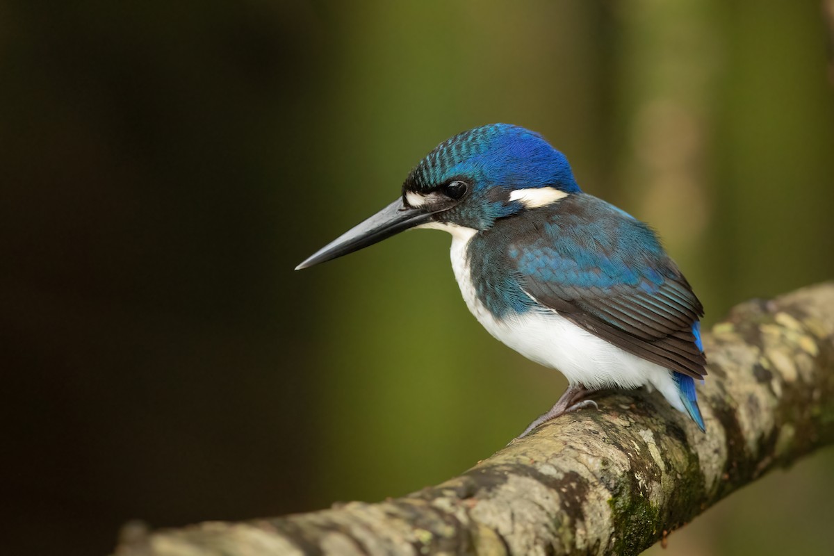 Little Kingfisher - ML459287911