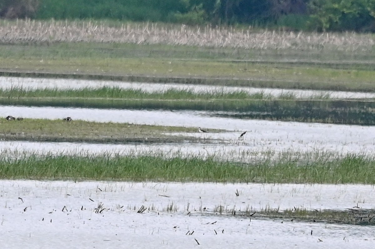 Black-necked Stilt - ML459288071