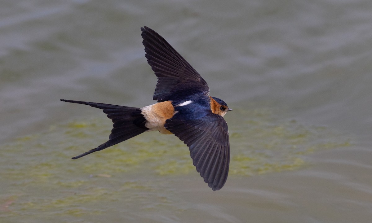 European Red-rumped Swallow - Brian Sullivan