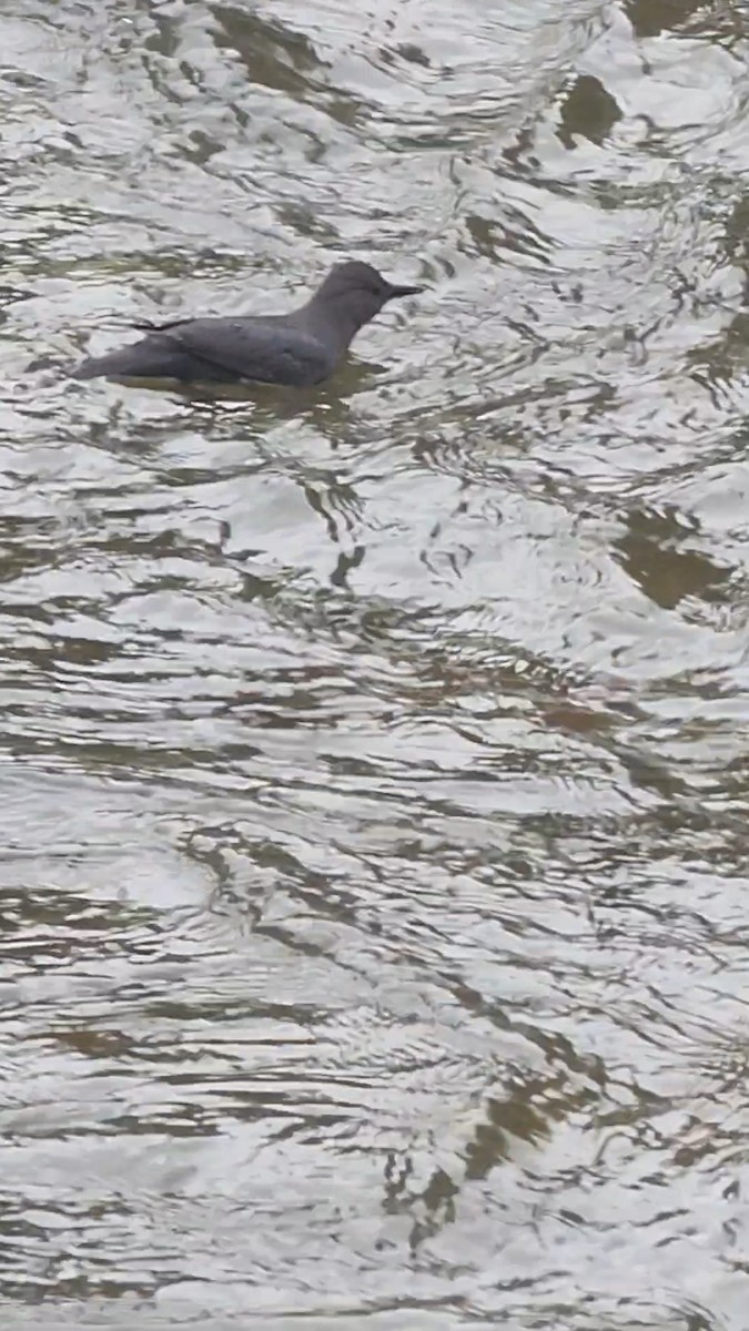 American Dipper - ML459289001