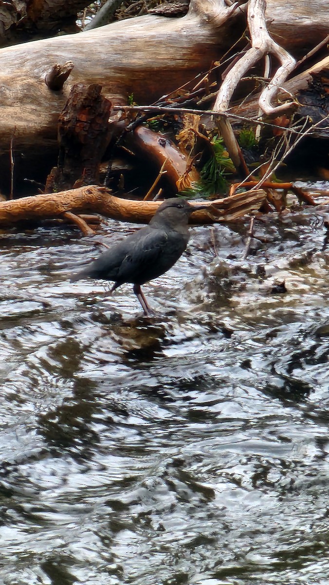 American Dipper - Jeff Divers