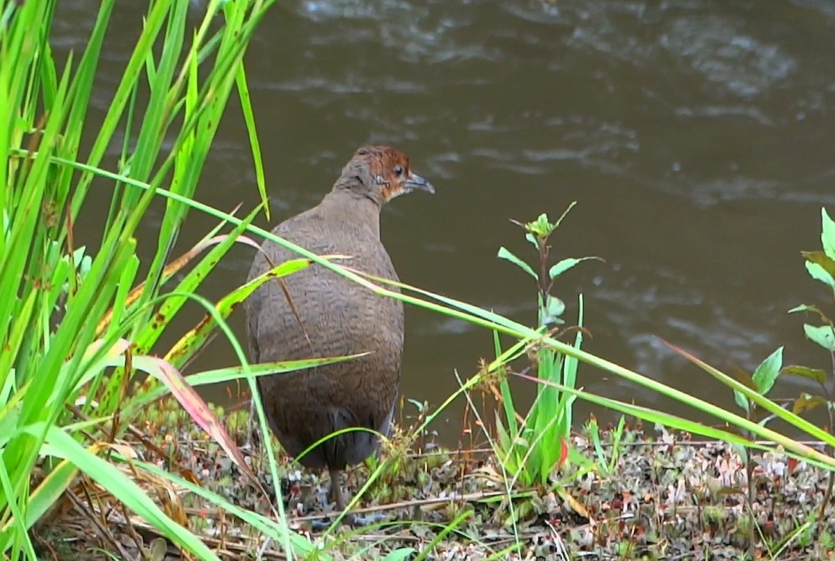 Tawny-breasted Tinamou - ML459289361