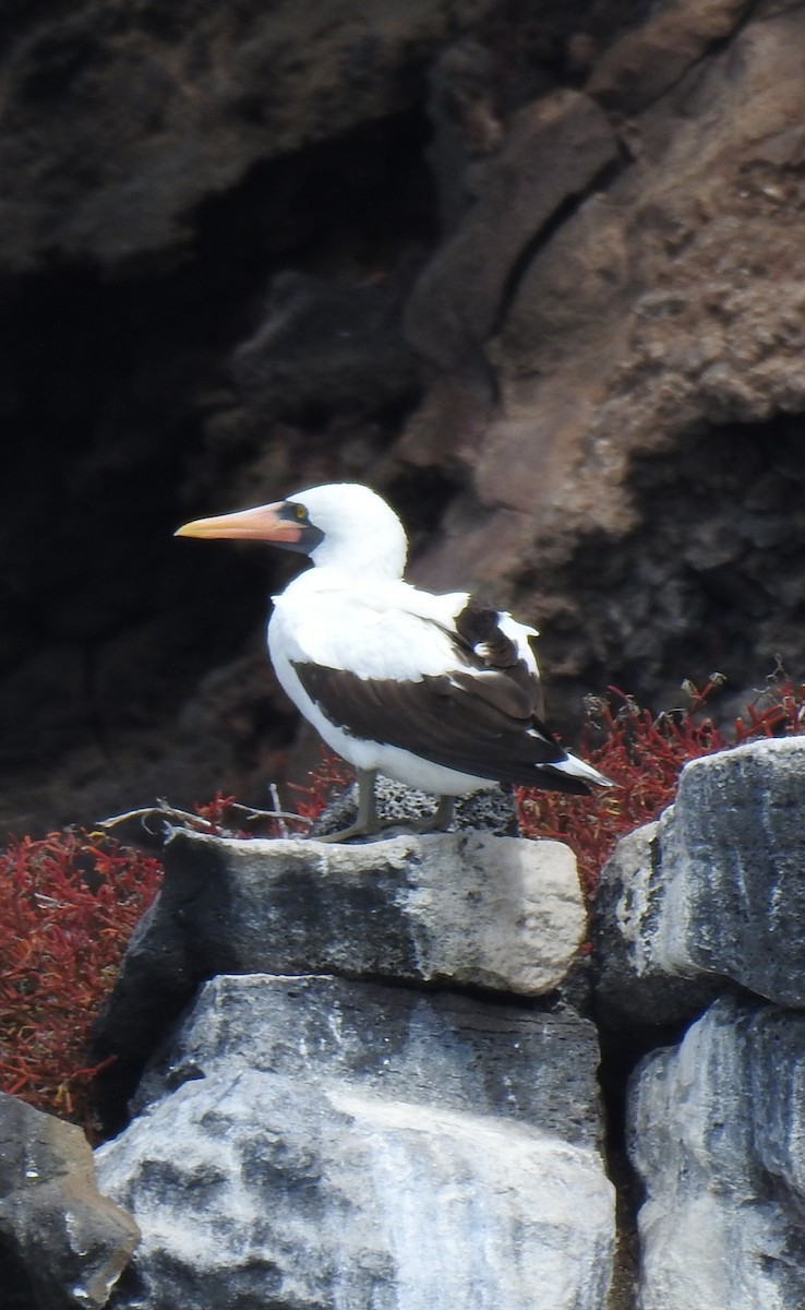 Насканская олуша - ML459289971