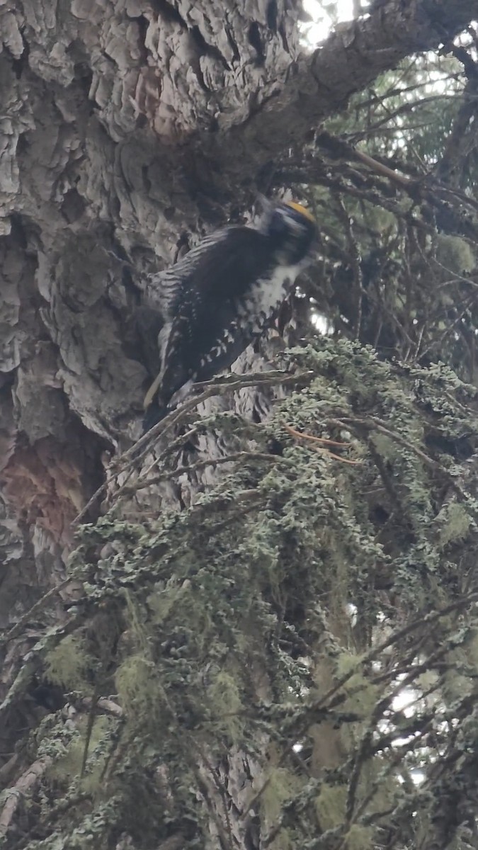 American Three-toed Woodpecker - ML459290061