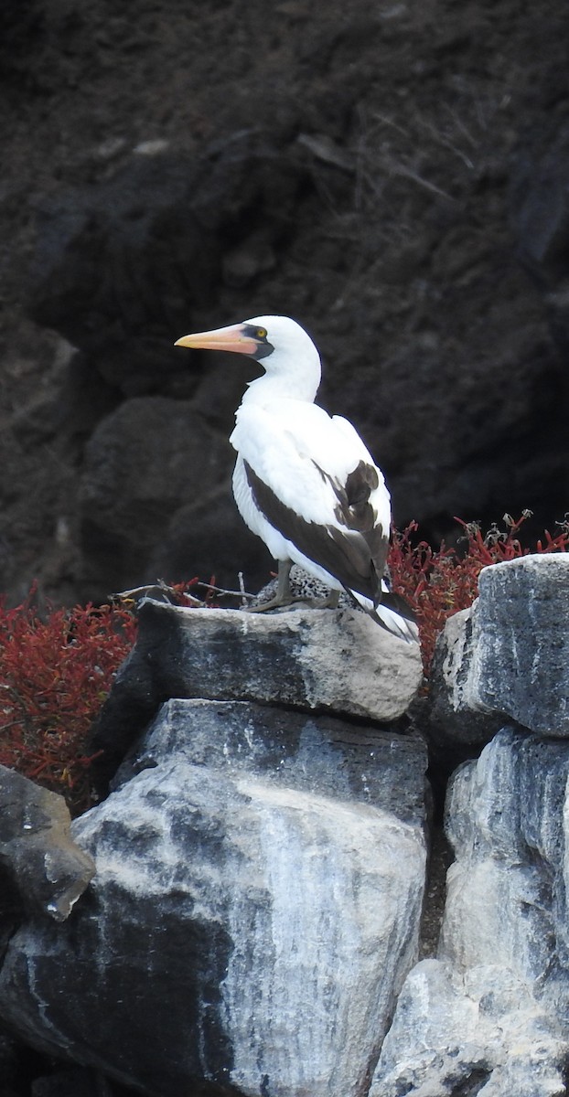 Насканская олуша - ML459290071