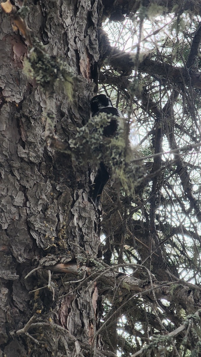 American Three-toed Woodpecker - ML459290111