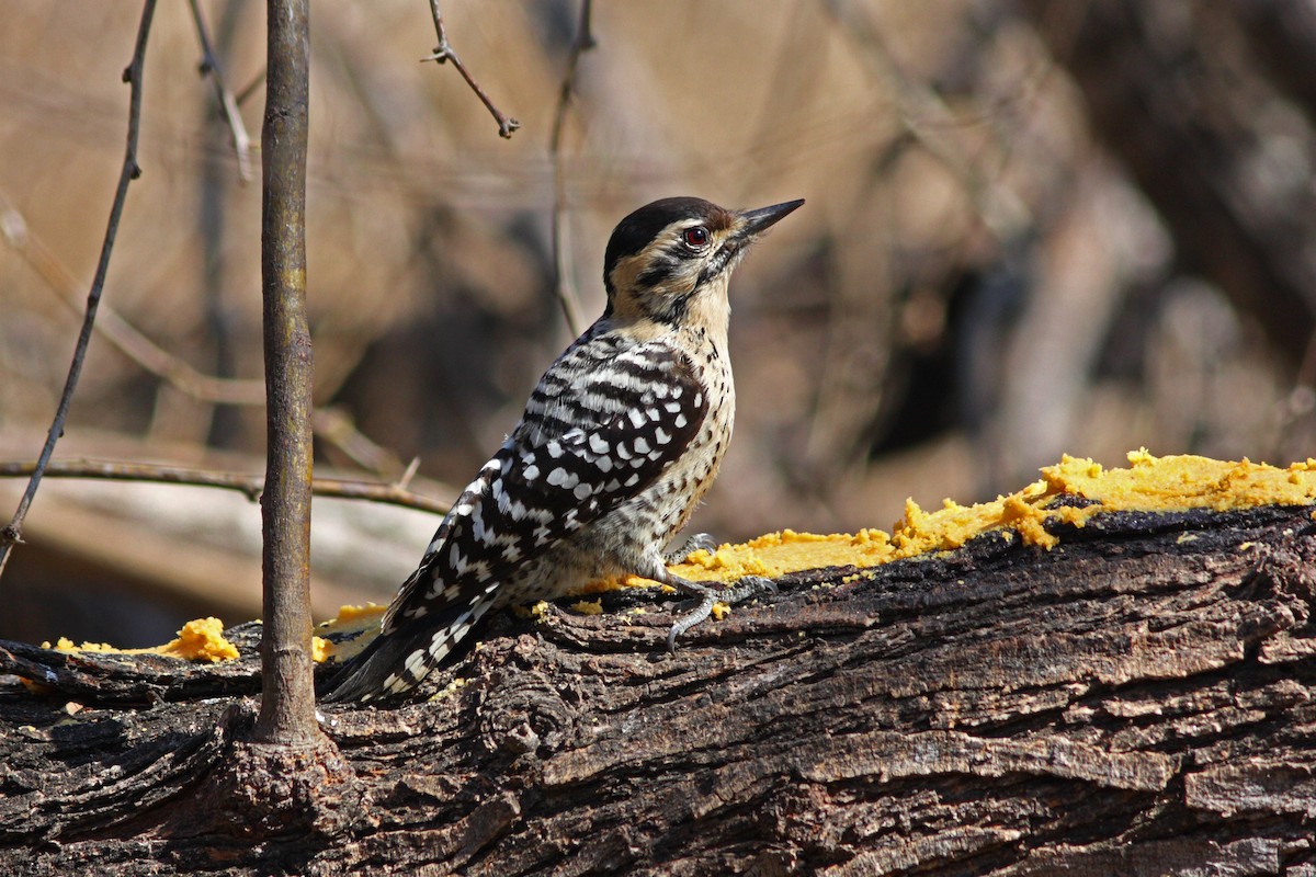 Ladder-backed Woodpecker - David Disher