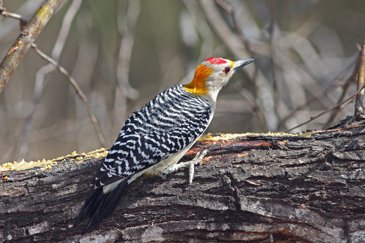 Golden-fronted Woodpecker - ML45929041