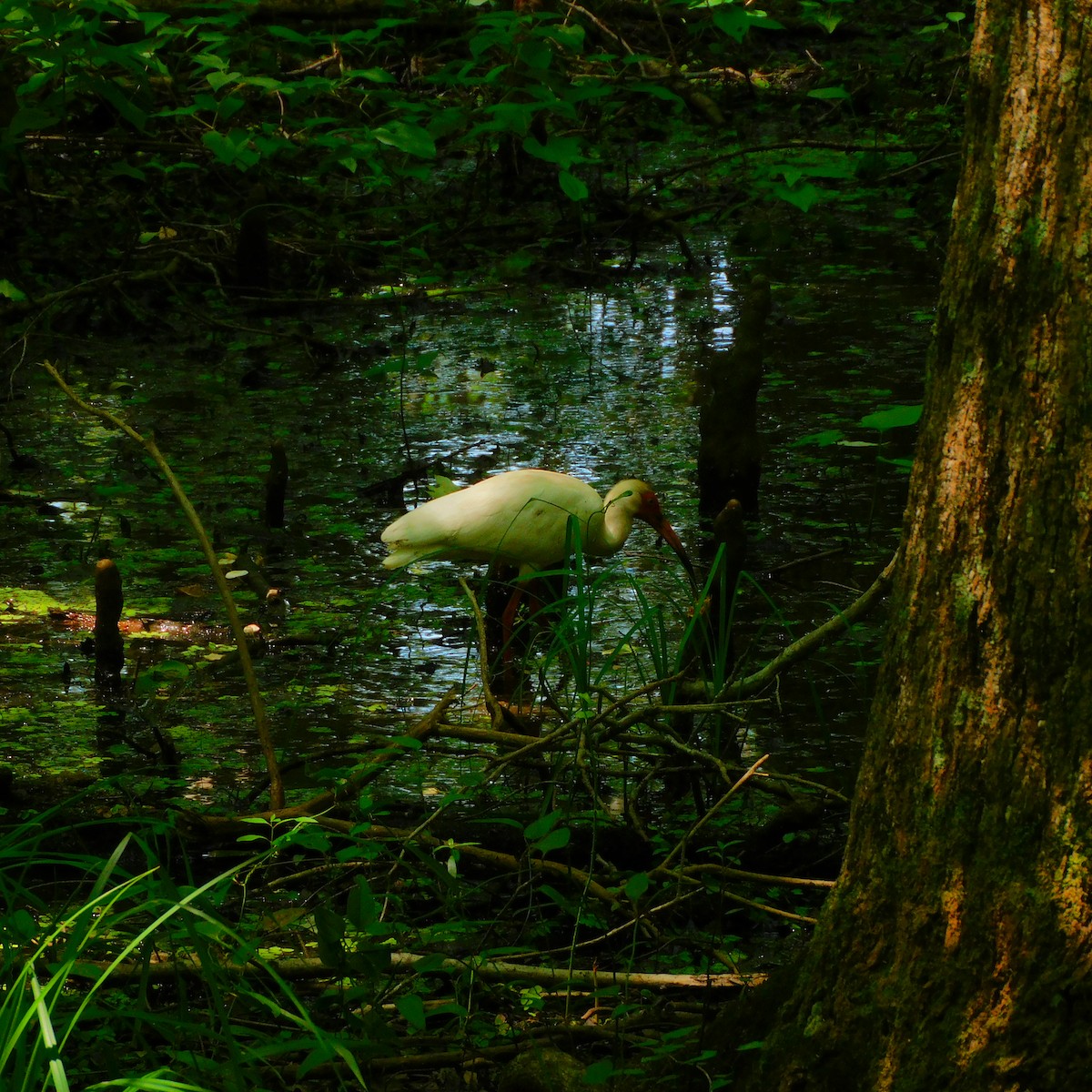 White Ibis - ML459291311