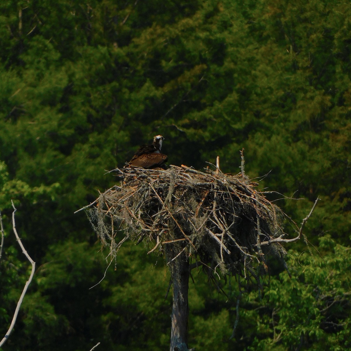 Águila Pescadora - ML459291441