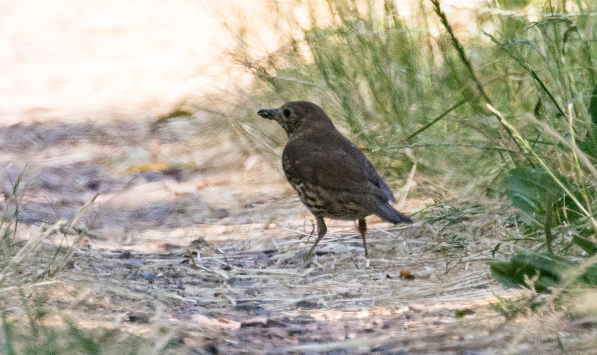 Eurasian Blackbird - ML459291591