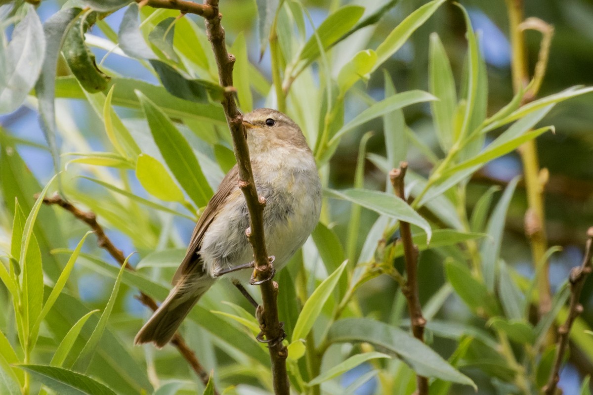 Willow Warbler - ML459291621