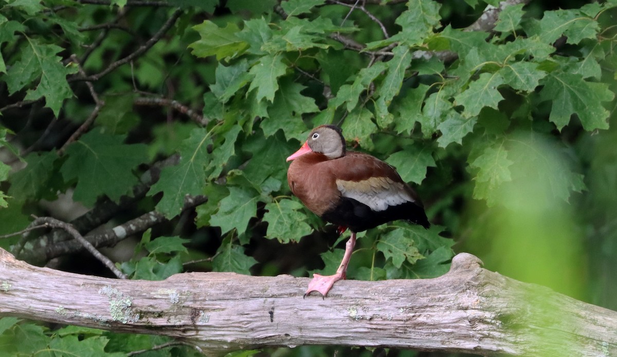 Black-bellied Whistling-Duck - ML459291721