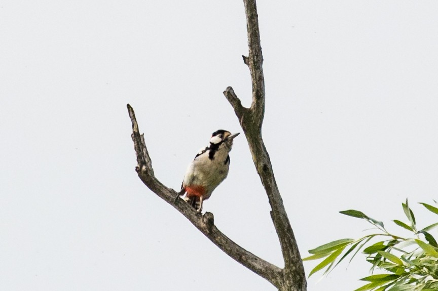 Great Spotted Woodpecker - ML459291731