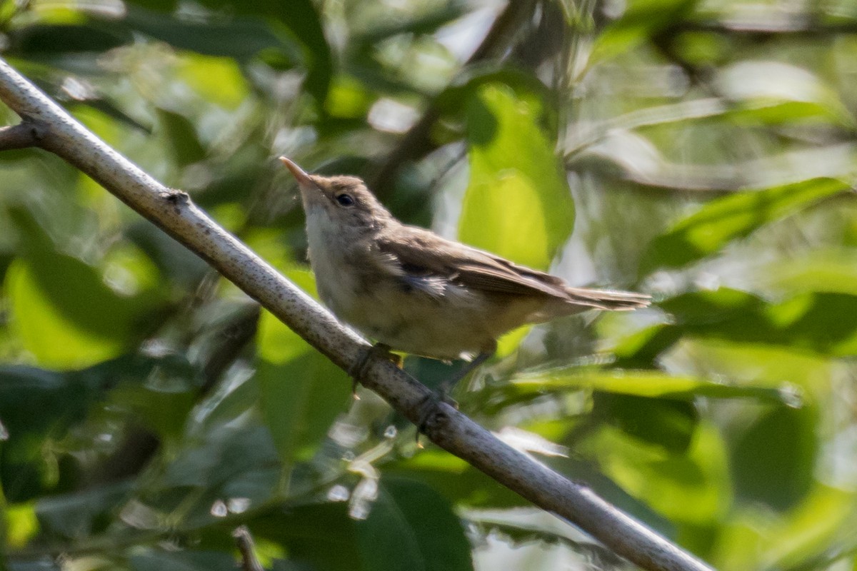 Common Reed Warbler - Roger Adamson