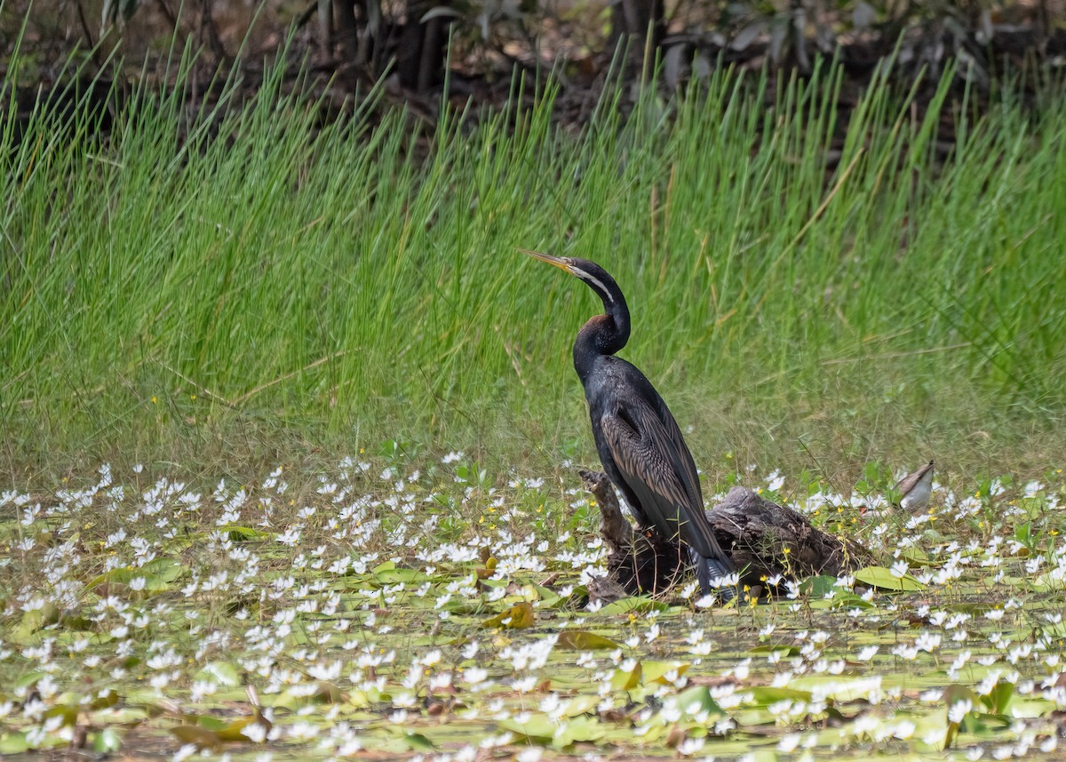 Australasian Darter - ML459291921