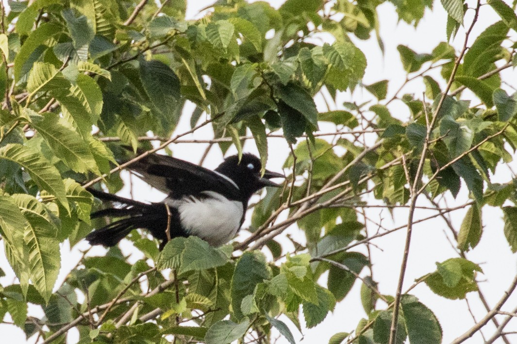 Eurasian Magpie - ML459291971