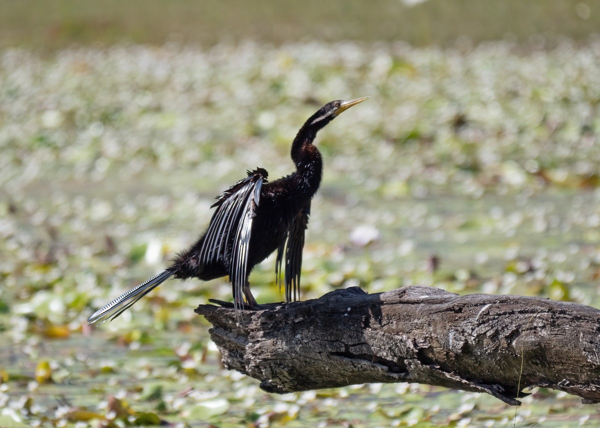 Australasian Darter - ML459291981