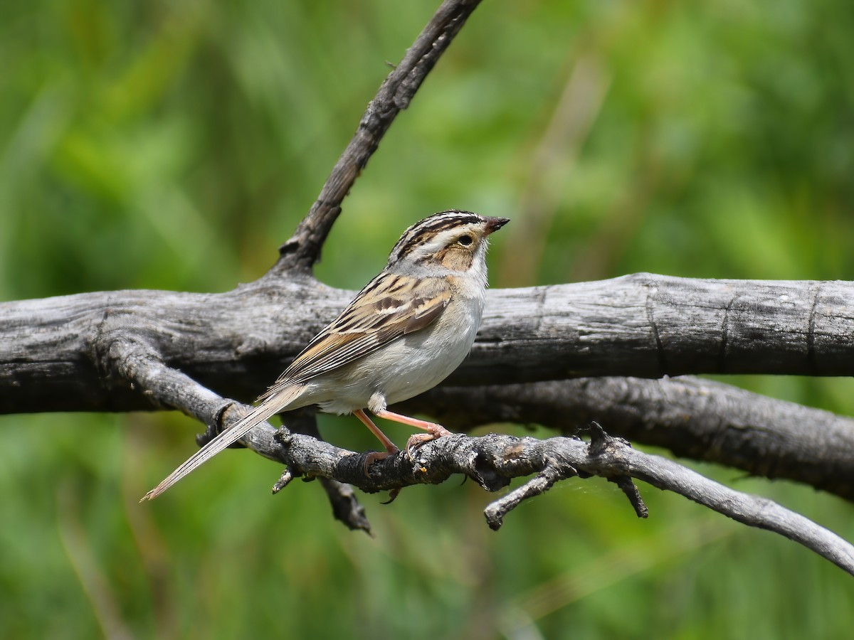 Clay-colored Sparrow - Patrick McGill