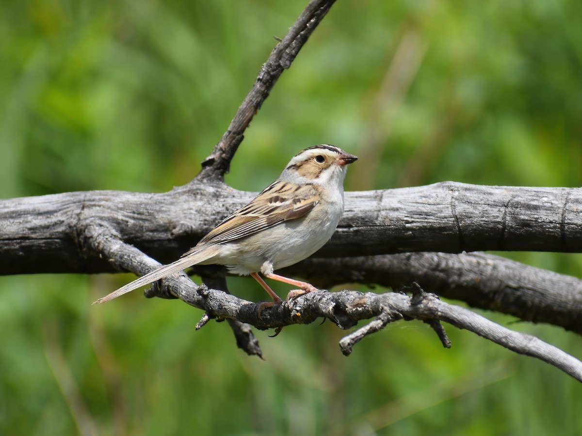 Clay-colored Sparrow - Patrick McGill