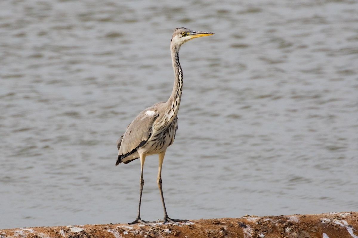 Gray Heron - ML459292141