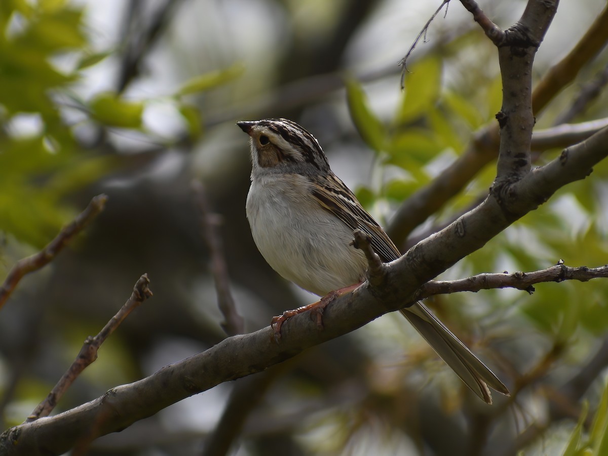 Clay-colored Sparrow - Patrick McGill