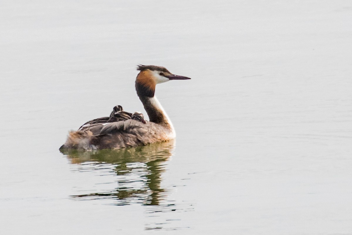 Great Crested Grebe - ML459292251