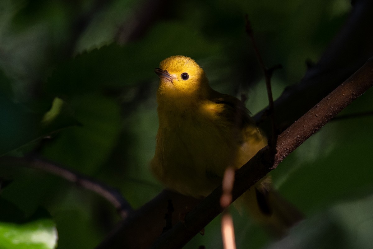 Yellow Warbler - ML459292541