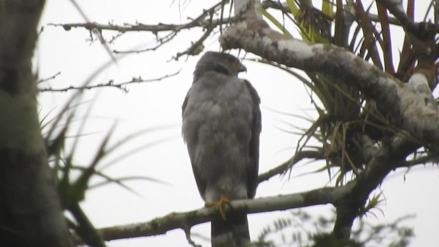 Bicolored Hawk - ML459294821