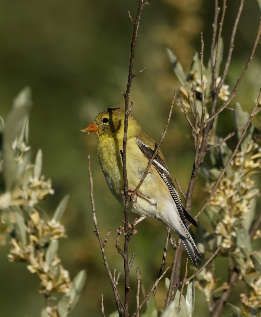 American Goldfinch - ML459295751