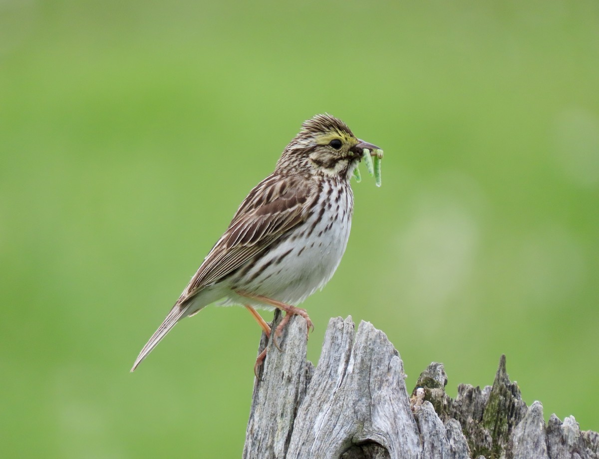 Savannah Sparrow - Jacob  Van Patten