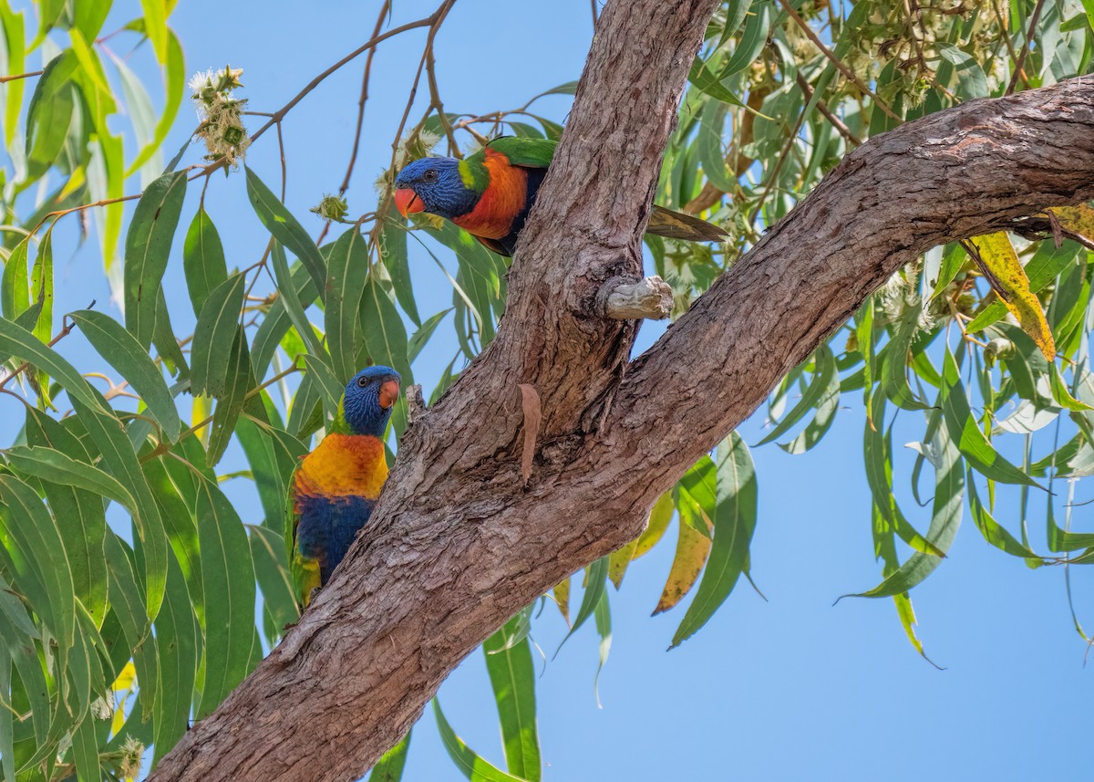 Rainbow Lorikeet - ML459297931